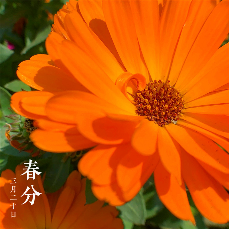 春分時節(jié)(圖1) 春分時節(jié)(圖1)