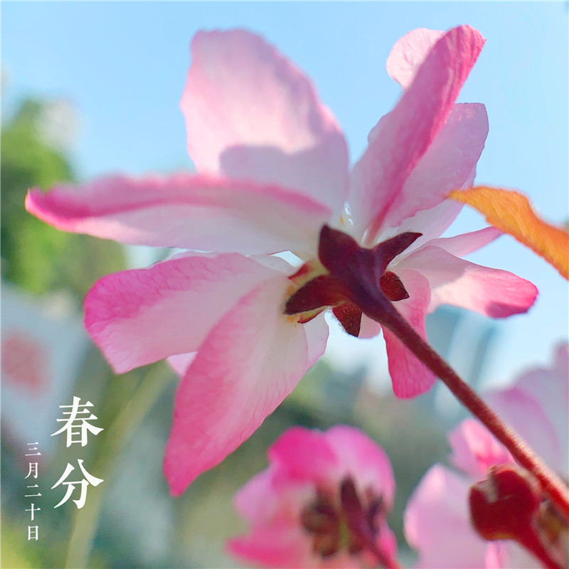 春分時節(jié)(圖2) 春分時節(jié)(圖2)