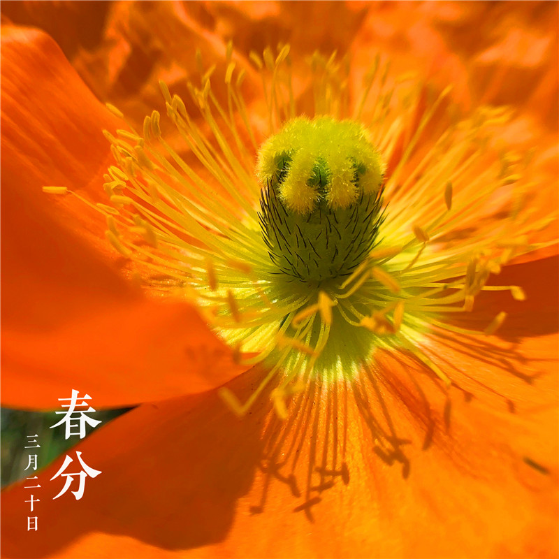 春分時節(jié)(圖3) 春分時節(jié)(圖3)