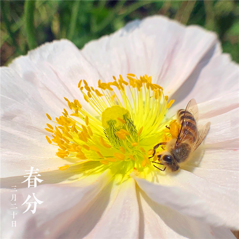 春分時節(jié)(圖4) 春分時節(jié)(圖4)