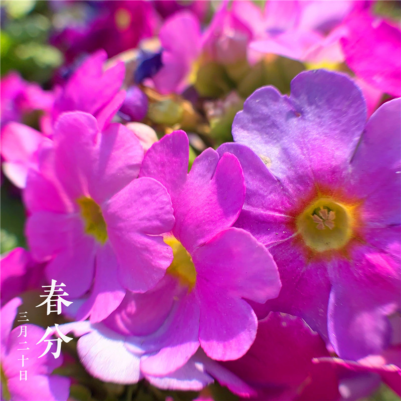 春分時節(jié)(圖5) 春分時節(jié)(圖5)