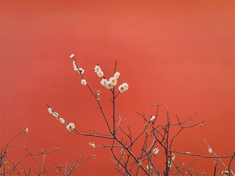 遠(yuǎn)山古剎，暗香浮動(dòng)(圖1)