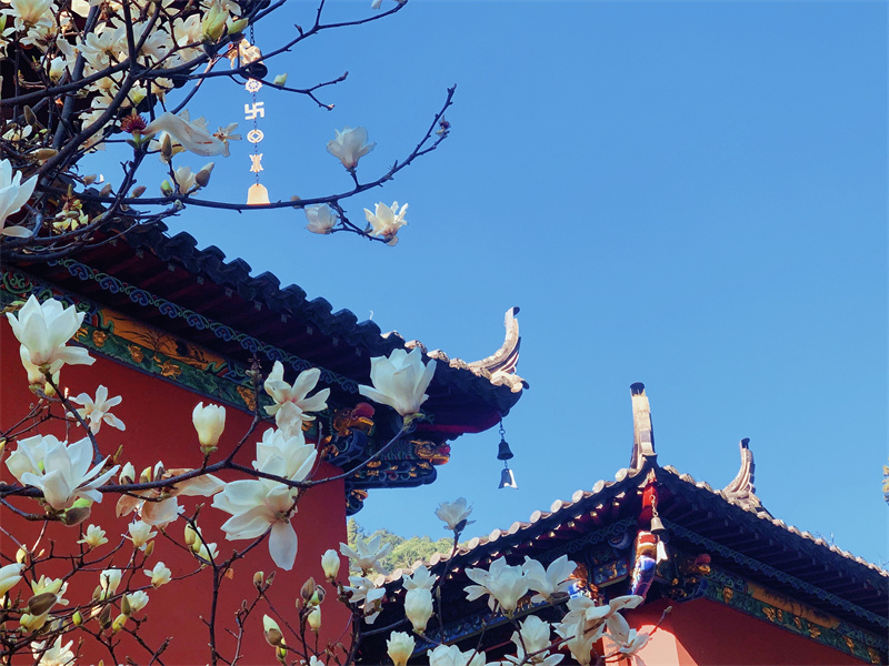 遠(yuǎn)山古剎，暗香浮動(dòng)(圖2)